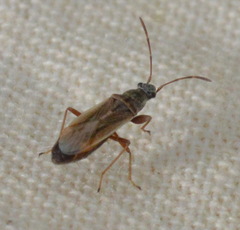 Paromius longulus