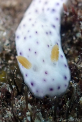 Chromodoris aspersa