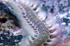 Pherecardia striata