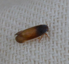 Haplaxius slossonae