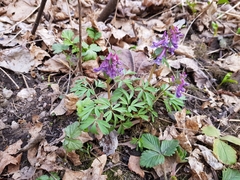Corydalis solida