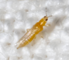 Frankliniella