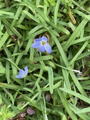 Ipheion