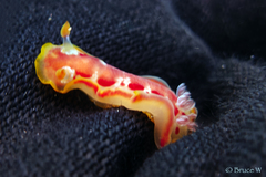 Hexabranchus sanguineus