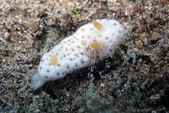 Chromodoris aspersa