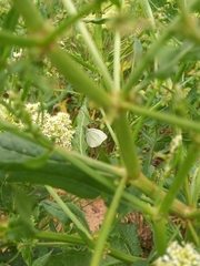 Pieris rapae