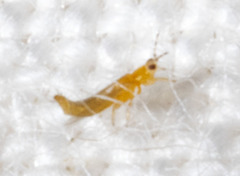 Frankliniella