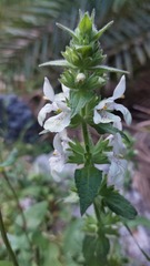 Stachys spinulosa