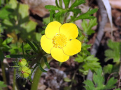 Ranunculus multifidus