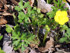 Ranunculus multifidus