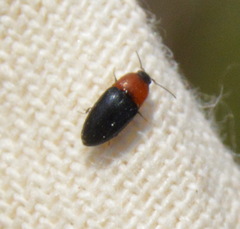 Drapetes rubricollis