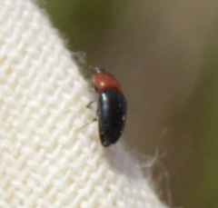 Drapetes rubricollis