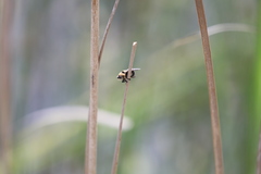 Cephenemyia phobifer