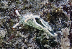 Thuridilla carlsoni