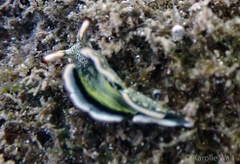 Thuridilla carlsoni