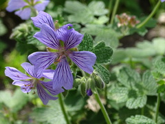 Geranium peloponesiacum