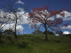 Ceiba speciosa