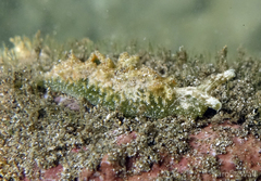 Elysia degeneri