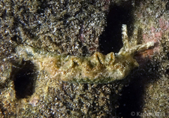 Elysia degeneri