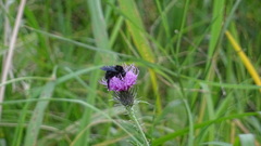 Insecta