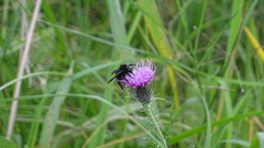 Insecta