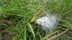 Oxypetalum solanoides