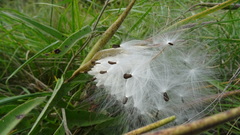 Oxypetalum solanoides