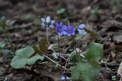 Hepatica nobilis