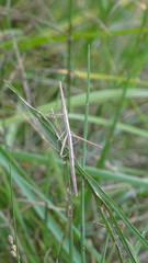 Insecta