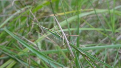 Insecta