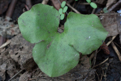 Hepatica nobilis