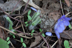 Hepatica nobilis