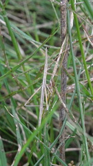 Insecta