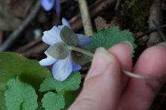 Hepatica nobilis