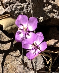 Clarkia lewisii