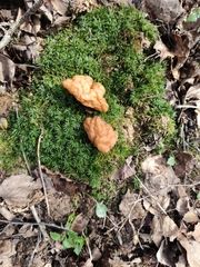 Gyromitra gigas