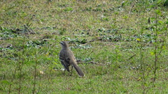 Mimus saturninus