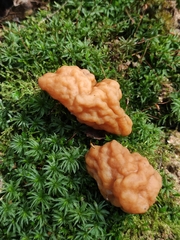 Gyromitra gigas
