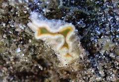 Elysia degeneri
