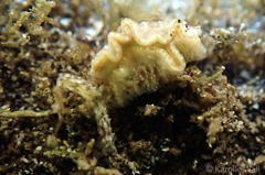 Elysia degeneri