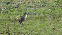 Mimus saturninus