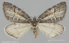 Hydriomena frondaria
