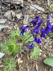 Delphinium tricorne