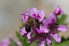 Eucera