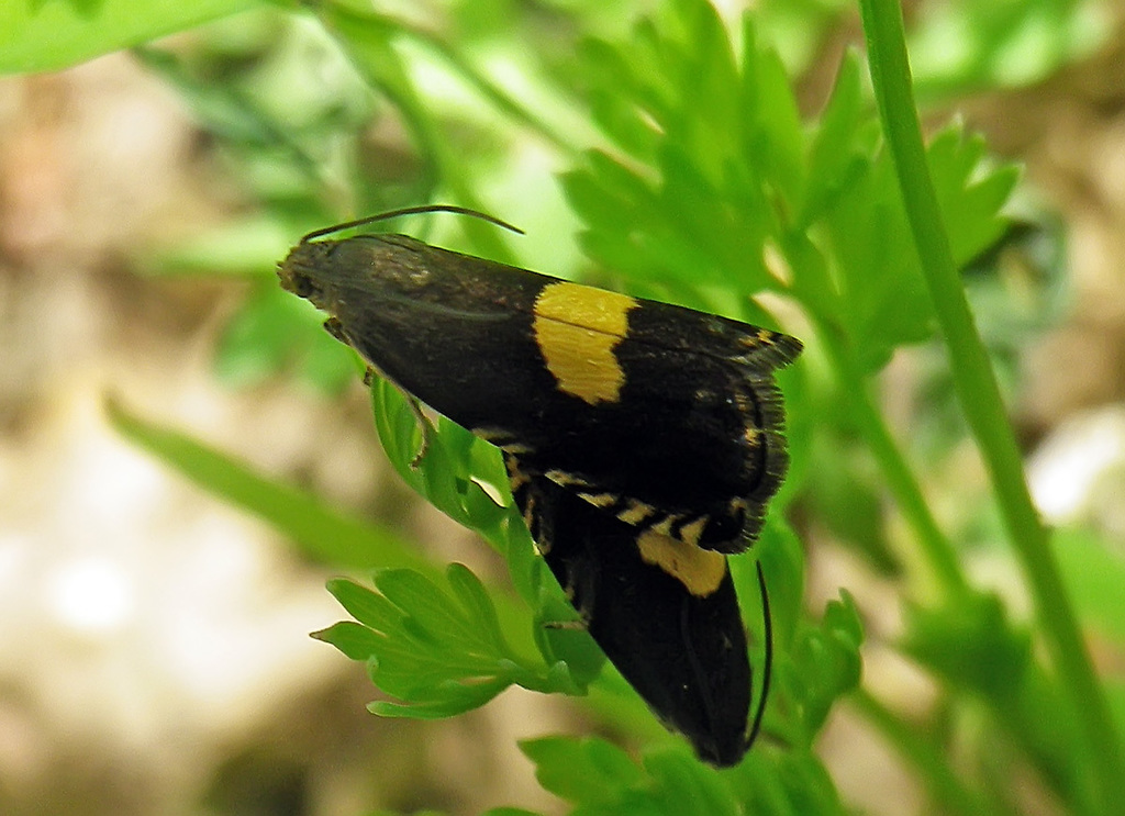 Pammene christophana