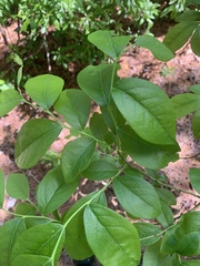 Vaccinium virgatum