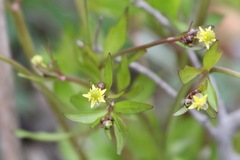 Ranunculus micranthus