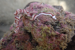 Baseodiscus hemprichii