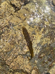 Lessoniaceae