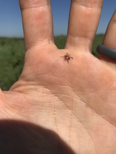 Gulf Coast Tick